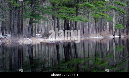 Pines reflected in the Millers River in winter Stock Photo