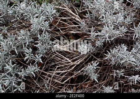 Lavandula angustifolia woody lavender,  January, England, UK Stock Photo