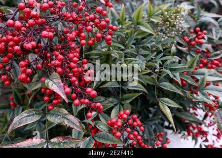 Nandina domestica Sacred bamboo - green leaves with red berries,  January, England, UK Stock Photo