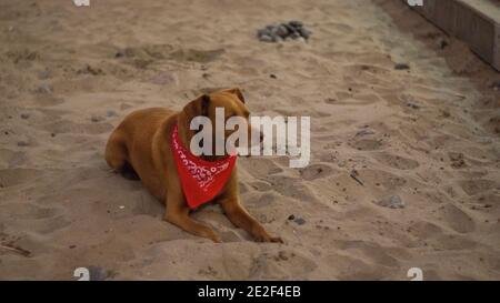 Labrador sitting on sandy beach in cerro azul Stock Photo