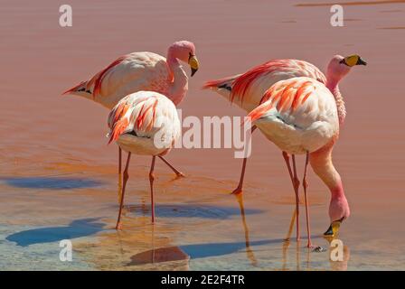 Four James Flamingo (Phoenicoparrus jamesi) in the Laguna Colorada, Uyuni, Bolivia. Stock Photo