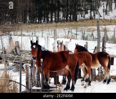 Beautiful horses standing on snow. Stock Photo