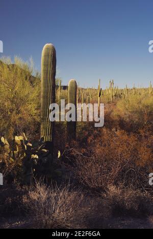 Cacti Stock Photo