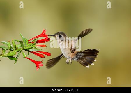 Speckled Hummingbird, Adelomyia melanogenys, feeding at Fuchsia orientalis flower, Onagraceae. Stock Photo