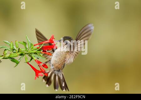 Speckled Hummingbird, Adelomyia melanogenys, feeding at Fuchsia orientalis flower, Onagraceae. Stock Photo