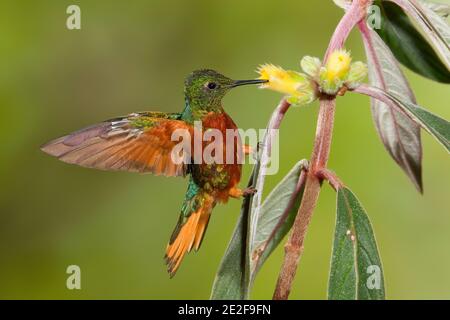 Chestnut-breasted Coronet, Boissonneaua matthewsii, feeding at Columnea sp, flower, Gesneriaceae. Stock Photo