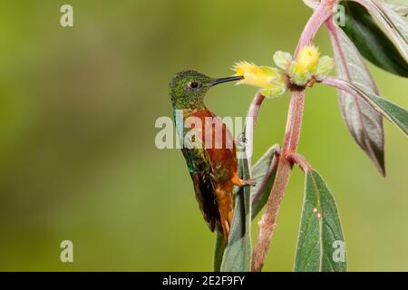 Chestnut-breasted Coronet, Boissonneaua matthewsii, feeding at Columnea sp, flower, Gesneriaceae. Stock Photo