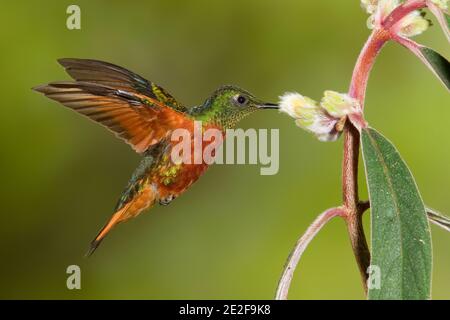 Chestnut-breasted Coronet, Boissonneaua matthewsii, feeding at Columnea sp. flower, Gesneriaceae. Stock Photo