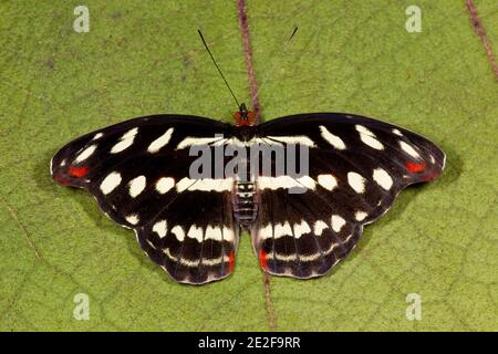 Nymphalid Butterfly female recently emerged, Catonephele acontius, Nymphalidae. Reared from larva. Larva images 14121917-14121930 and 14121950-1412195 Stock Photo