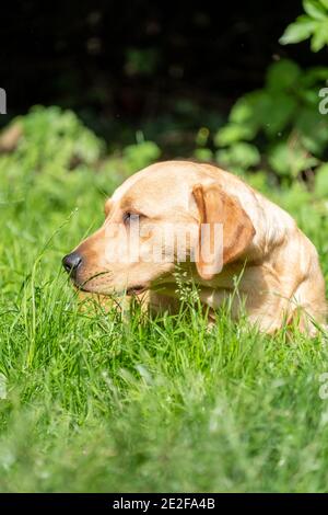 Portrait of Labrador Retriever looking at something close up on face. High quality photo