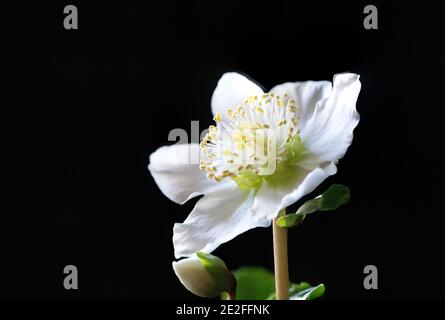 Closeup shot of an apple tree flowers isolated on abstract background Stock Photo