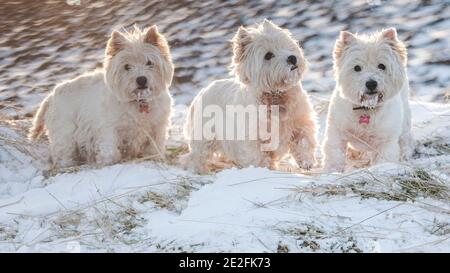 Pic shows West Highland White Terriers  on the morning walk out in the snowy fells  near Lauder in the Scottish Borders.   PIC PHIL WILKINSON  / Alamy Stock Photo