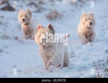 Pic shows West Highland White Terriers  on the morning walk out in the snowy fells  near Lauder in the Scottish Borders.   PIC PHIL WILKINSON  / Alamy Stock Photo