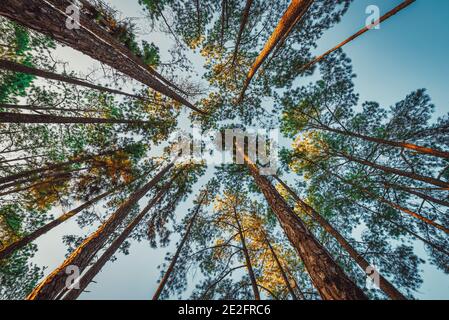 Pine tree at sunrise in Boa Keaw Silvicultural Research Station (Suan Son Boa Keaw), Chiang Mai, Thailand. Stock Photo