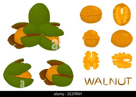 Illustration on theme big set different types walnut in nutshell, nut various size. Walnut pattern consisting of kit natural nut to nutshell for organ Stock Vector