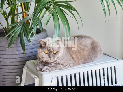 A purebred British cat of gray color sits under a cad with a palm tree on a carrier Stock Photo