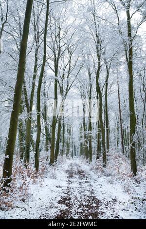 Track through snow covered trees in December. Near Chipping Campden, Cotswolds, Gloucestershire, England Stock Photo
