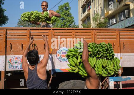 Market workers at Matunga Market in Mumbai, India, unloading a delivery of yet raw and green bananas from Tamil Nadu in Southern India Stock Photo