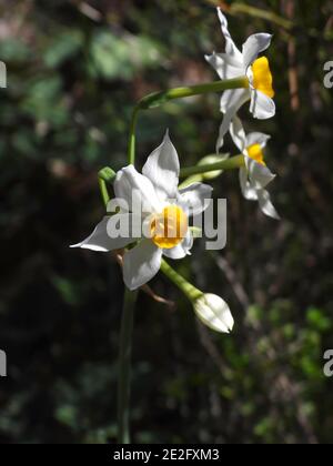 Flowers and buds of a wild growing flower Narcissus closeup on a blurred background Stock Photo