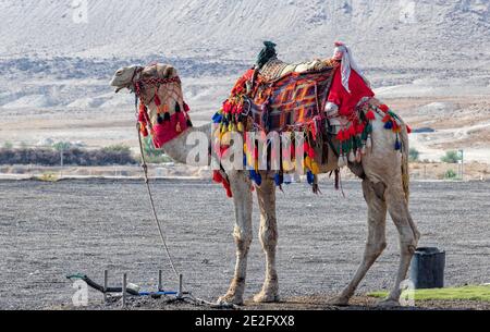 Bedouin camel in an elegant harness with a multi-colored carpet on it against the backdrop of the mountains of the Judean Desert Stock Photo