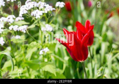 Two Bright Red Tulips against a natural garden background Stock Photo