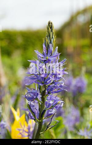 Wild Hyacinth Stem in full bloom Stock Photo