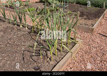 Home Grown Organic Garlic Plants (Allium sativum) Growing in a raised Bed on an Allotment in a Vegetable Garden in Rural Devon, England, UK Stock Photo