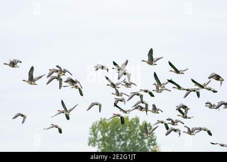 A large flock of geese silhouetted against a blue and white sky. Movement, selective focus Stock Photo