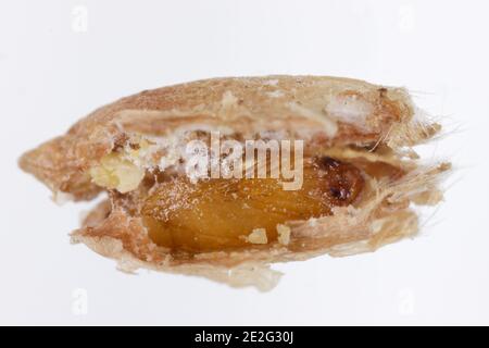 Pupa of the Angoumois grain moth (Sitotroga cerealella) in damaged grain. It is an important pest of stored grains of cereals, maize, rice and others. Stock Photo