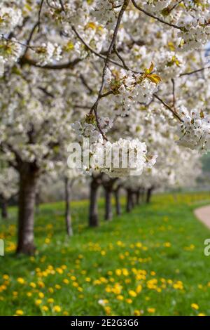 Cherry trees in full bloom, Obereggenen, Markgräflerland, Black Forest, Baden-Württemberg, Germany Stock Photo