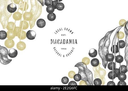 Hand drawn macadamia branch and kernels design template. Organic food vector illustration on white background. Retro nut illustration. Engraved style Stock Vector