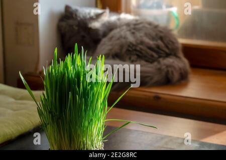 Fully sprouted oats in sunlight in black flowerpot. Green sprouts of oats for cats. Old Gray cat is resting in background. Stock Photo