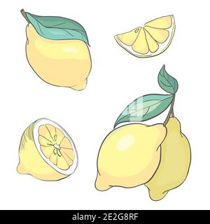 Hand drawn vector lemon whole and round slice, piece, on light background Stock Vector