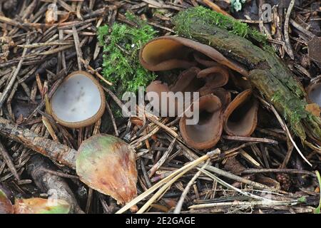 Otidea bufonia, commonly known as Toad's Ear, a cup fungus from Finland Stock Photo