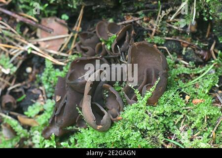 Otidea bufonia, commonly known as Toad's Ear, a cup fungus from Finland Stock Photo