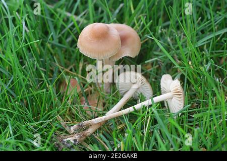 Marasmius oreades, known as fairy ring mushroom or fairy ring champignon, wild edible mushroom from Finland Stock Photo