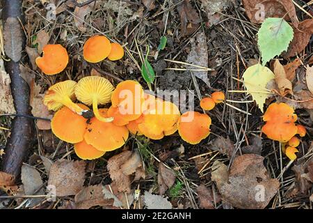 Hygrocybe ceracea, known as butter waxcap or wax cap, wild mushroom from Finland Stock Photo