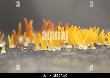 Calocera cornea, Small Stagshorn, wild mushroom from Finland Stock Photo