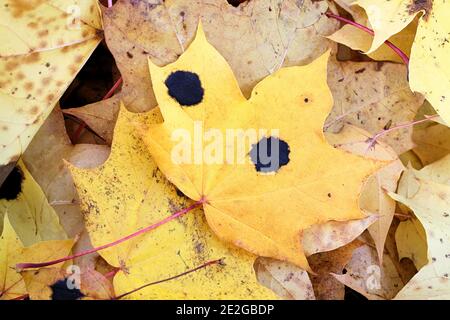 Rhytisma acerinum, known as tar spot or Sycamore Tarspot fungus, a fungal plant pathogen infecting leaves of maple trees Stock Photo