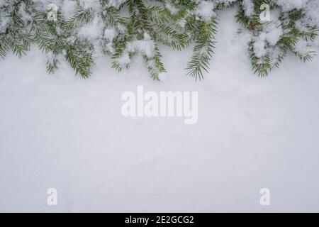 Christmas winter background with fir branches in the snow. Spruce snowy branches on white snow winter background border with empty space for text. Stock Photo