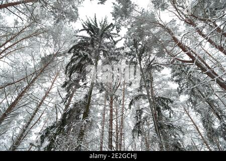 Snow-covered winter pines in frosty weather in the forest. Pine branches covered with snow in cold weather. Christmas background with coniferous trees Stock Photo