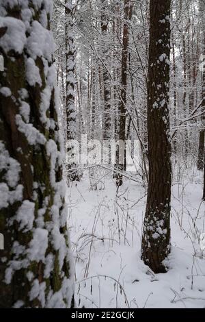 Winter snowy pine forest on a frosty day landscape. Christmas background with winter forest landscape. Stock Photo