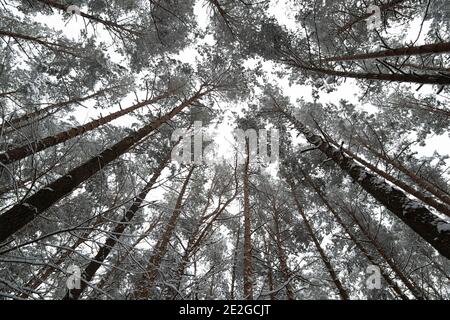 Belarusian winter snowy pine forest landscape. Snowy pine trunks and branches against the winter sky. Christmas winter forest background. Stock Photo