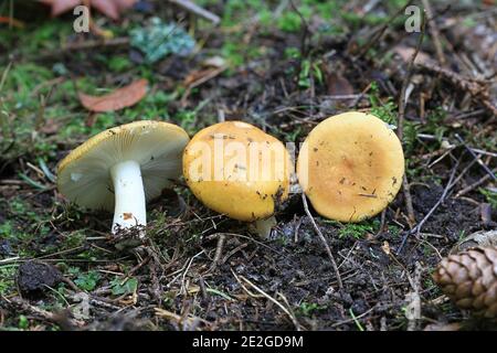 Russula ochroleuca, known as the Ochre Brittlegil, wild mushroom from Finland Stock Photo