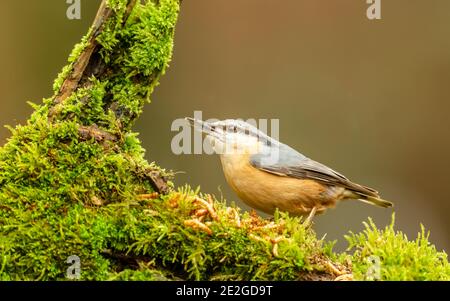 Nuthatch, Scientific name: Sitta Europaea, in natural woodland habitat, perched on moss covered log, alert and facing left with beak open.  Landscape