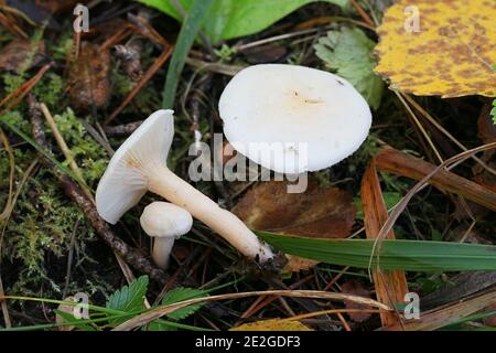 Hygrophorus hedrychii, known as Sweet woodwax, wild mushroom from Finland Stock Photo