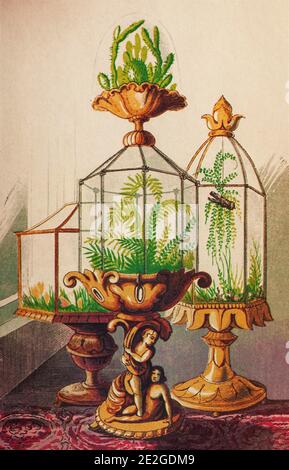 Three Wardian cases, forerunners of the modern terrarium, invented about 1829 by Nathaniel Bagshaw Ward to protect his ferns from the air pollution of 19th century London. Wardian cases soon became features of stylish drawing rooms in Western Europe and the United States and helped spread Pteridomania, the fern craze, aka Fern-Fever. later they facilitated the craze for growing orchids that followed. Stock Photo