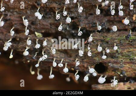 Physarum album, also called Physarum nutans, a slime mold of the order Physarales from Finland Stock Photo
