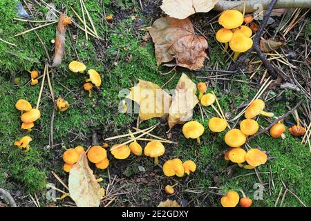 Hygrocybe ceracea, known as butter waxcap or wax cap, wild mushroom from Finland Stock Photo