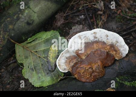 Bjerkandera fumosa, known also as Polyporus fumosus and Leptoporus imberbis, Big Smoky Bracket fungus, a polypore from Finland Stock Photo